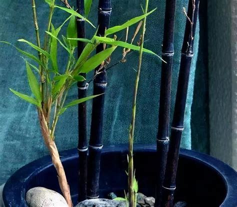 種竹子缺點 牆壁桌
